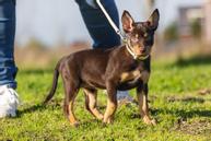 Sett med Halsbånd og Kobbel til Valp - Gul (51-746920)