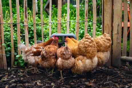 Fôringsautomat til Høns, Grå - 30cm (51-18253)