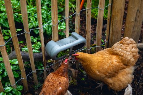 Fôringsautomat til Høns, Grå - 30cm (51-18253)