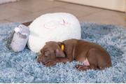 Valpeleke Sau Heartbeat - 35cm (51-619300)