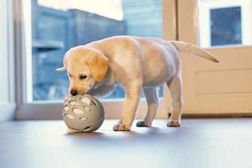 Gummiball til Valp, Grønn - 14cm (51-626754)