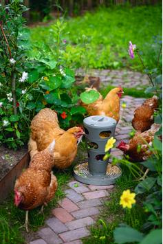 Feed Tower til Høns, Grå - 36cm (51-18251)