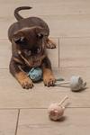 Mini Tail Gummileke til Hund (51-621186)
