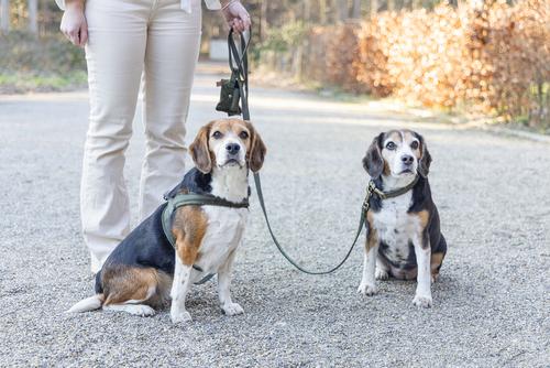 Designed by Lotte Velura Halsbånd, Grønn (51-747045-1500046592)