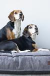 Hundemadrass i Ribbestoff - Brun (51-716117-1500019462)