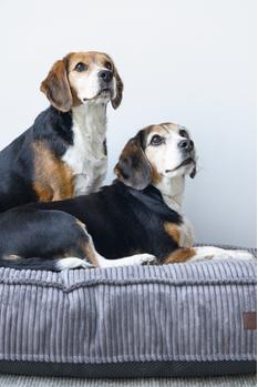 Designed by Lotte Hundemadrass i Ribbestoff - Brun (51-716118)