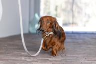 Designed by Lotte Velura Halsbånd, Grå (51-746990-1500046285)