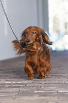 Designed by Lotte Velura Halsbånd, Grå (51-746990-1500046285)