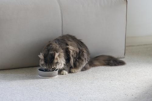 Designed by Lotte Keramikk Matskål - Grå (51-651500-1500064561)