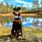 Lildog Lildog GPS og Aktivitetsmåler til Hund - Hvit (125-Lildog3000)