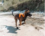 Non-stop Ramble Harness, Orange/ Svart (44-1827-1500017594)