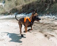 Non-stop Ramble Harness, Orange/ Svart (44-1827-1500017594)