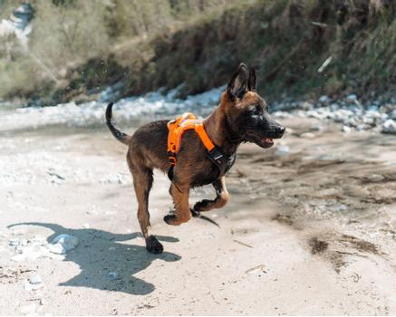 Non-stop Ramble Harness, Orange/ Svart (44-1827-1500017594)