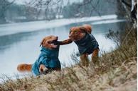 Hurtta Monsoon Regndekken - Blå (16-H933664-1500098956)