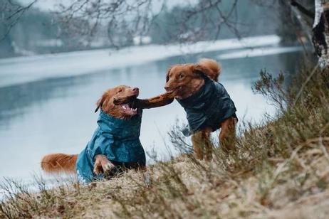Hurtta Monsoon Regndekken - Blå (16-H933664-1500098956)