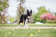 Paikka Visibility Hundesele - Mørk (120-1030013)