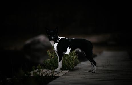 Paikka Visibility Hundesele - Mørk (120-1030013)