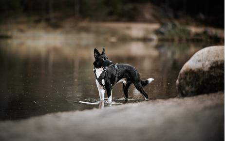 Paikka Visibility Hundesele - Mørk (120-1030013)