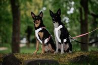 Paikka Visibility Hundesele - Rosa  (120-1032001)