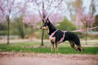 Paikka Visibility Hundesele - Rosa  (120-1032001)