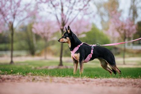 Paikka Visibility Hundesele - Rosa  (120-1032001)