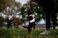 Paikka Visibility Hundesele - Rosa  (120-1032001)