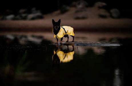 Paikka Visibility Regndekken - Gul (120-1044013)