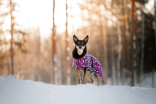 Paikka Visibility Varmedekken - Jungel (120-1042068)