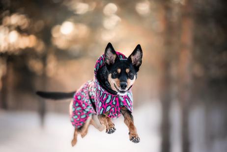 Paikka Visibility Varmedekken - Jungel (120-1042066-1500049666)