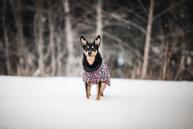 Paikka Visibility Varmedekken - Jungel (120-1042066-1500049666)