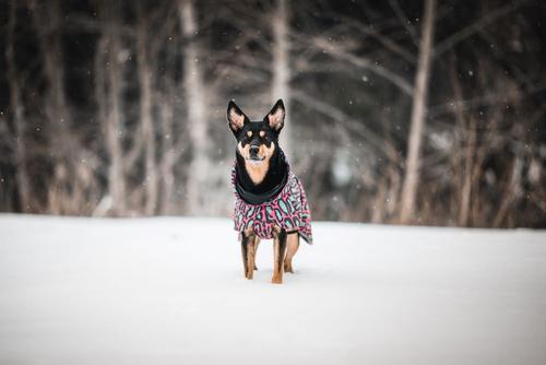 Paikka Visibility Varmedekken - Jungel (120-1042068)