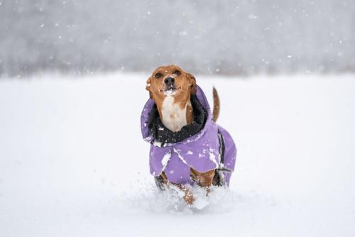 Paikka Visibility Varmedekken - Lilla (120-1047006)