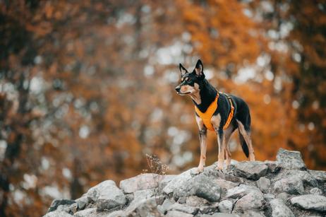 Paikka Visibility Hundesele - Orange (120-1033001-1500069688)