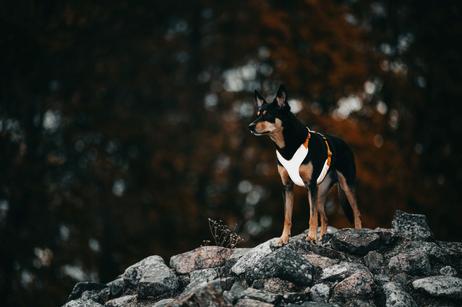 Paikka Visibility Hundesele - Orange (120-1033001-1500069688)