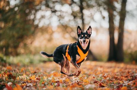 Paikka Visibility Hundesele - Orange (120-1033001-1500069688)