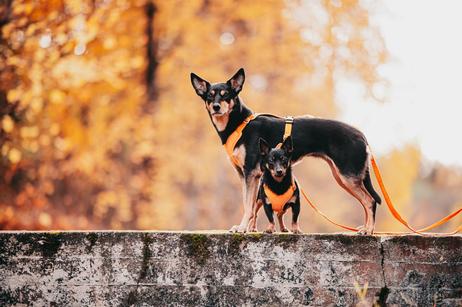 Paikka Visibility Hundesele - Orange (120-1033001-1500069688)