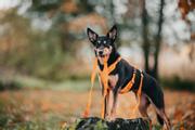 Paikka Visibility Kobbel - Orange (120-1033007-1500002587)