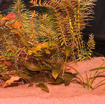 JBL Sansibar Akvariegrus,  Rød - 5kg (18-136.0166)