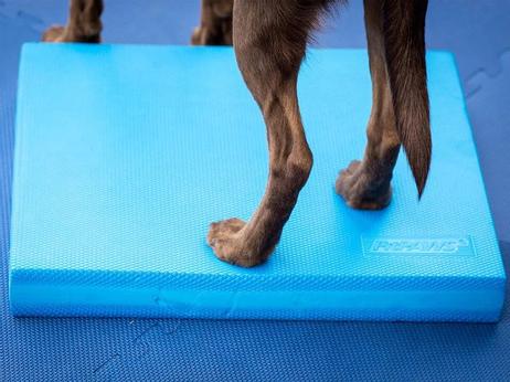 FitPAWS Balansepad - 38x46x5cm (112-279866)