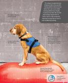 FitPAWS Balanse Peanøtt - 80cm (112-279863)