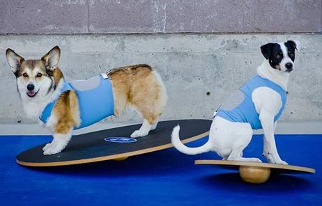 FitPAWS Wobble Board (112-279898)