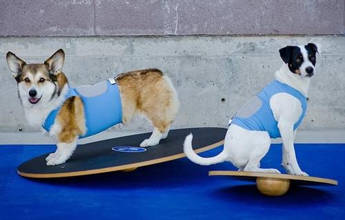 FitPAWS Wobble Board - 90cm (112-2791)