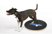 FitPAWS Wobble Board - 50cm (112-279898)