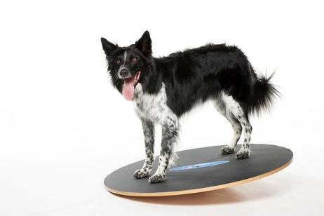 FitPAWS Wobble Board (112-279898)