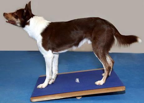 FitPAWS Giant Rocker Board - 75x75cm (112-2790)