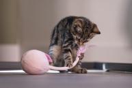 Loena Kitten Wobbler - 1stk (51-430017)
