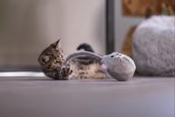 Loena Kitten Wobbler - 1stk (51-430017)