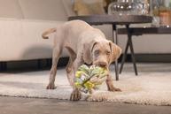 Izzy Snuseball til Valp - 13cm (51-619907)