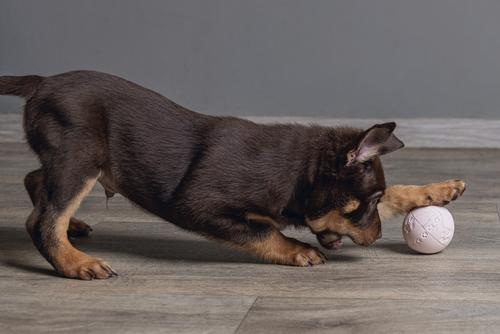 Gummiball til Valp, Rosa - 6cm (51-626736)