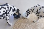 Designed by Lotte Vive Matskål til Hund - Hvit  (51-653970-1500018289)